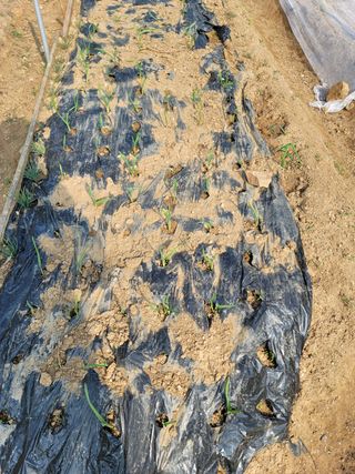 신승재님의 마늘 · 일상 작성글 사진