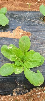 팜모닝 배추·병해충상담 게시글 이미지