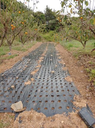 블루아이스님의 콩 · 자유게시판 작성글 사진