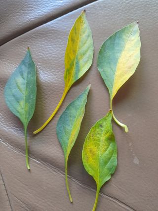 차영현님의 고추 · 병해충상담 작성글 사진