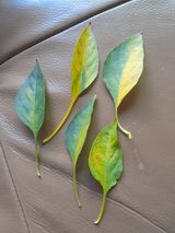 팜모닝 고추·병해충상담 게시글 이미지