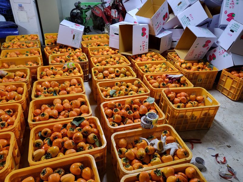 우설강(희택)님의 장터 판매 상품 [대봉감 10키로 3만원. 15키로 4만원] 첨부 사진