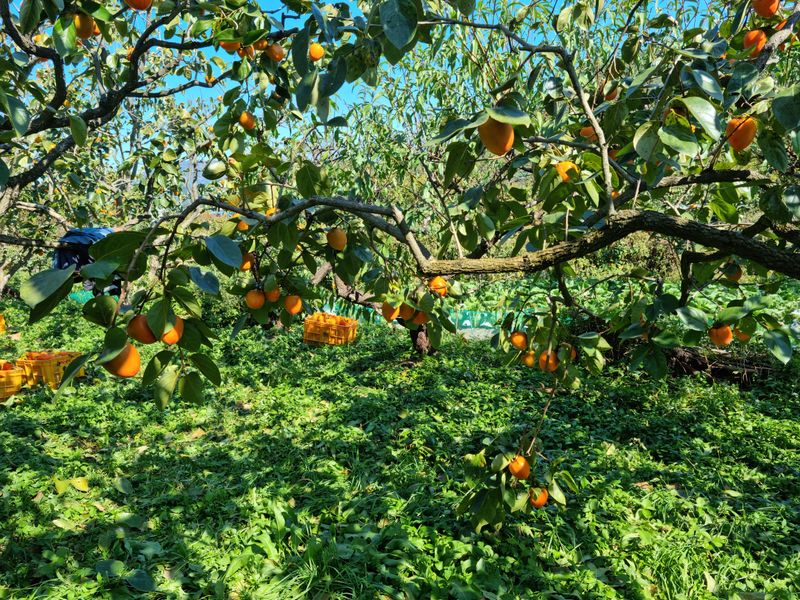 최우식님의 장터 판매 상품 [대봉감 10kg 기준 26,000원 택비포함입니다] 첨부 사진