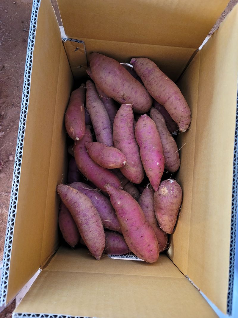 조성인님의 장터 판매 상품 [꿀고구마 (베니하루카) 단위 10키로  1박스 28,000원] 첨부 사진