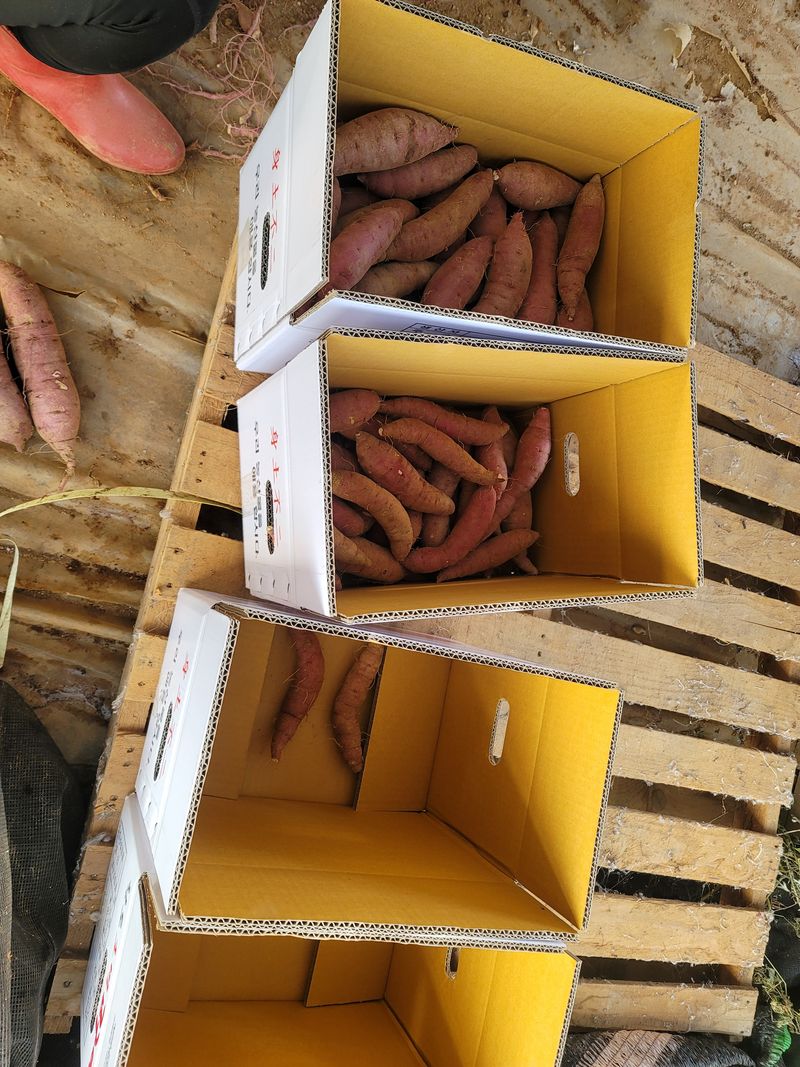 조성인님의 장터 판매 상품 [꿀고구마 (베니하루카) 단위 10키로  1박스 28,000원] 첨부 사진