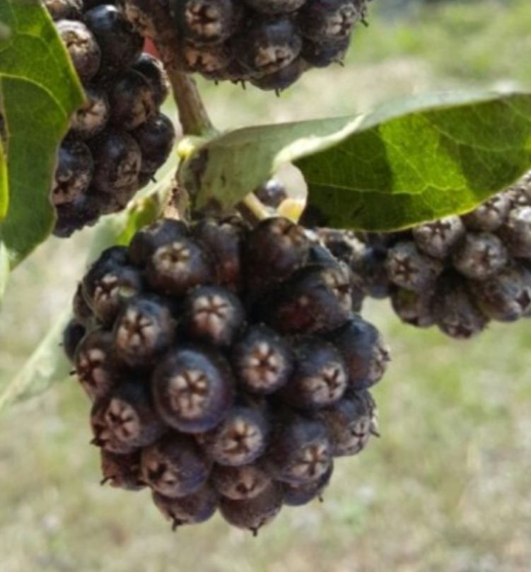 장터 상품 [오가피열매 1kg 8.000원] 썸네일