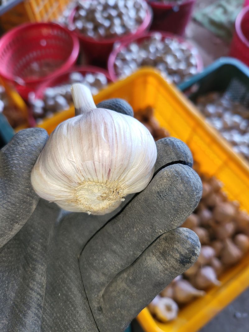 장터 상품 [의성한지형마늘 내용 참고하세요] 썸네일