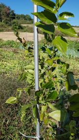 팜모닝 기타작물·병해충상담 게시글 이미지