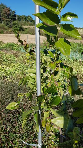 변기환님의 기타작물 · 병해충상담 작성글 사진