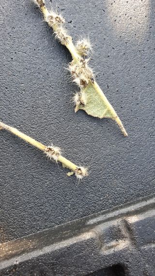 김상철님의 기타작물 · 병해충상담 작성글 사진