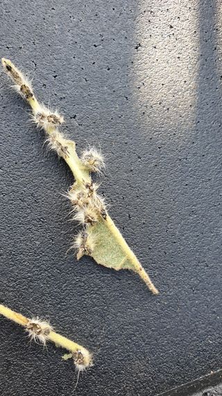 김상철님의 기타작물 · 병해충상담 작성글 사진