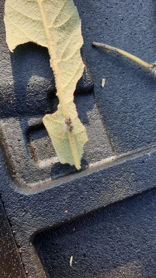 김상철님의 기타작물 · 병해충상담 작성글 사진