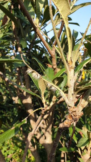 김상철님의 기타작물 · 병해충상담 작성글 사진