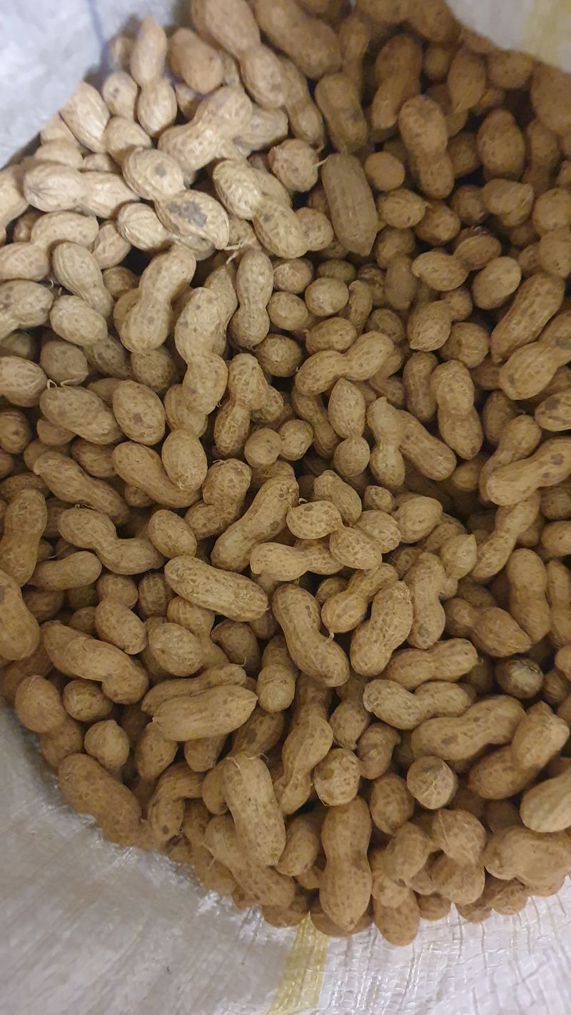 태안사랑님의 장터 판매 상품 [땅콩 1키로 ₩10,000원 / ₩15,000원] 첨부 사진