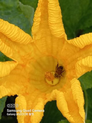 마늘12109님의 감 · 자유게시판 작성글 사진