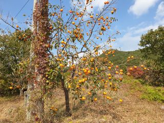 허굴산농장님의 호박 · 자유게시판 작성글 사진