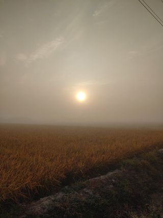 전성란님의 양파 · 자유게시판 작성글 사진
