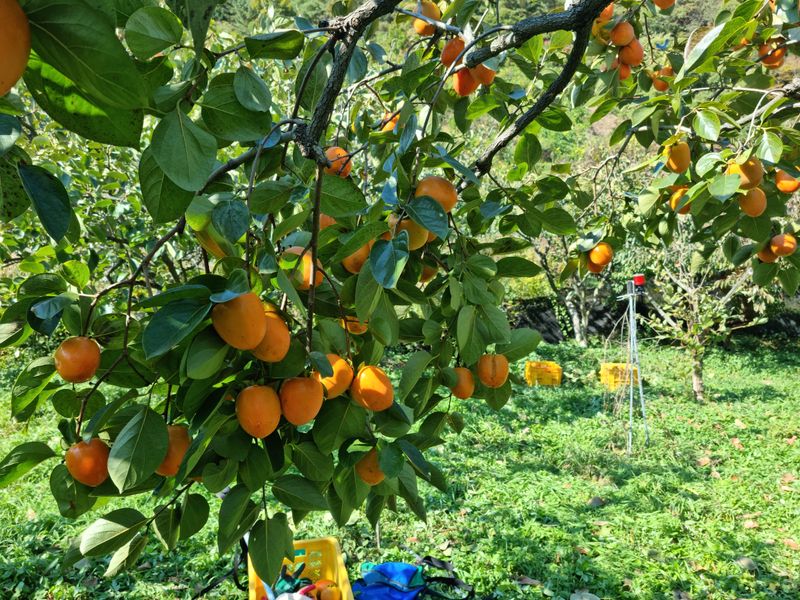 최우식님의 장터 판매 상품 [대봉감 10kg 기준 26,000원 택비포함입니다] 첨부 사진