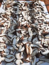 팜모닝 버섯·일상 게시글 이미지