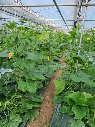 한국인님의 두릅 · 일상 작성글 사진