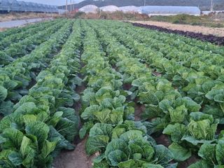 차성우 님의 배추 · 일상 작성글 사진