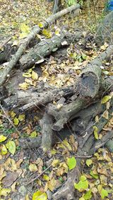 팜모닝 버섯·일상 게시글 이미지