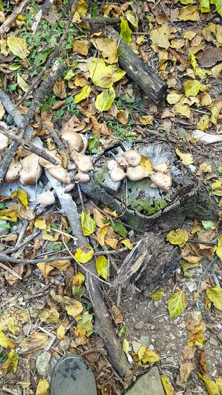 김삼봉님의 버섯 · 일상 작성글 사진