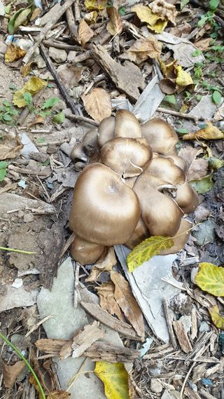 김삼봉님의 버섯 · 일상 작성글 사진