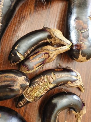 선이랑순이랑님의 기타작물 · 병해충상담 작성글 사진