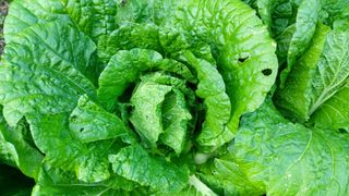 신준철님의 배추 · 병해충상담 작성글 사진