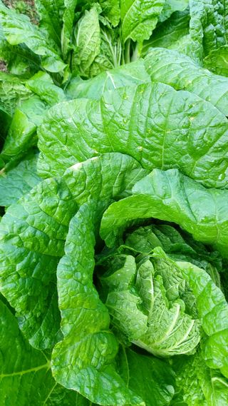 신준철님의 배추 · 병해충상담 작성글 사진