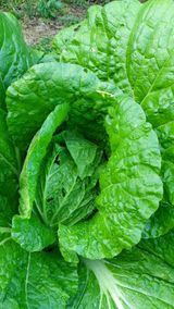 팜모닝 배추·병해충상담 게시글 이미지