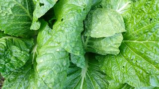 신준철님의 배추 · 병해충상담 작성글 사진