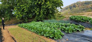 박영선님의 들깨 · 자유게시판 작성글 사진