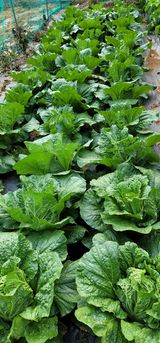 팜모닝 들깨·자유게시판 게시글 이미지