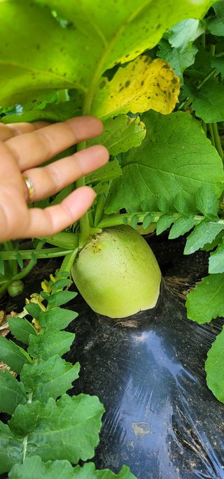 박영선님의 들깨 · 자유게시판 작성글 사진