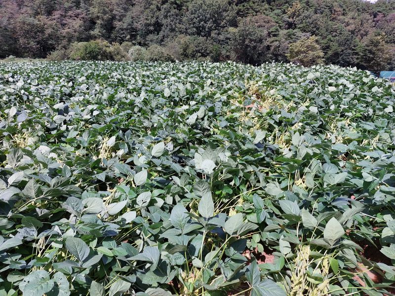 차재경님의 장터 판매 상품 [메주ㆍ두부용 햇콩 15kg 대 90,000원 7.5kg  대 47,500원] 첨부 사진