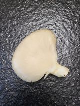 팜모닝 상추·자유게시판 게시글 이미지