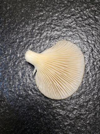 김철용님의 상추 · 자유게시판 작성글 사진