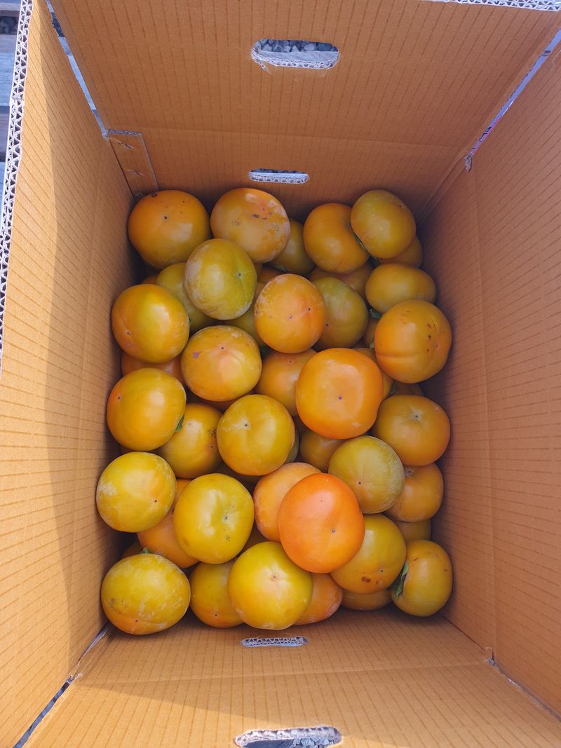 장터 상품 [해풍맞고 자란 맛있는 단감 대봉 단감15키로25,000.] 썸네일