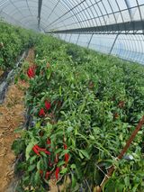 팜모닝 토마토·일상 게시글 이미지