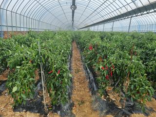 다인아지메님의 토마토 · 일상 작성글 사진