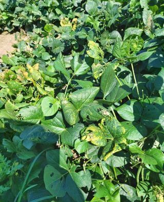 김흥래님의 콩 · 병해충상담 작성글 사진