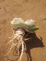 팜모닝 배추·병해충상담 게시글 이미지