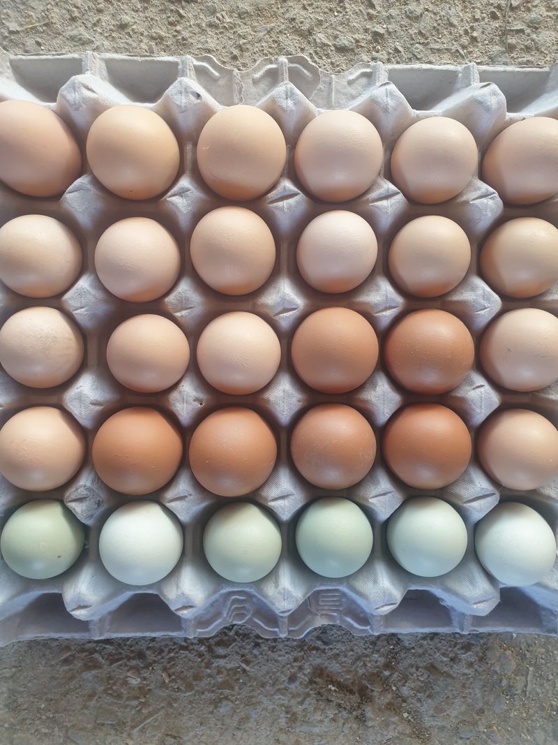 ahnda님의 장터 판매 상품 [유정란 15,000원] 첨부 사진