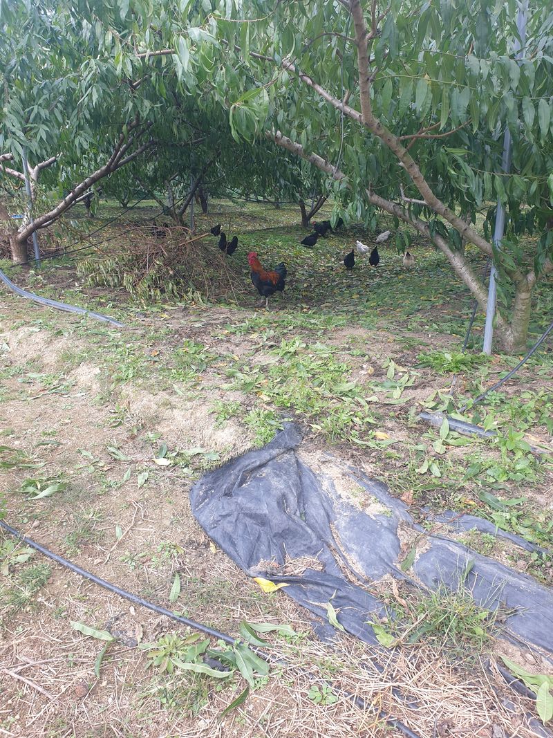 장터 상품 [유정란 15,000원] 썸네일