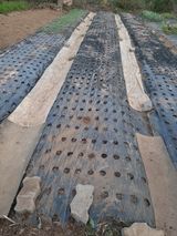 팜모닝 마늘·병해충상담 게시글 이미지