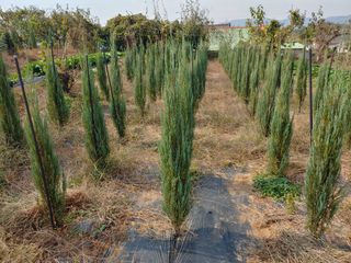 블루아이스님의 호박 · 자유게시판 작성글 사진