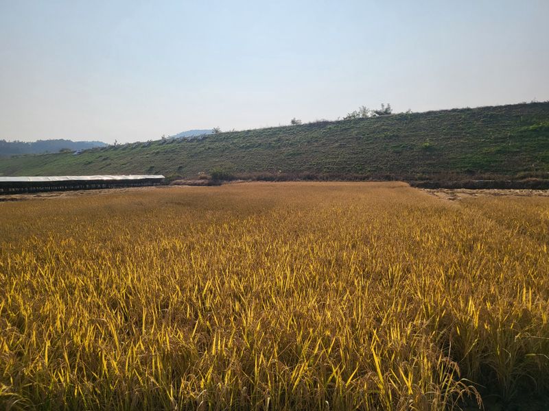 박종수님의 장터 판매 상품 [햅쌀 찹쌀 맵쌀  55000원 찹쌀 70,000원  10키로 나눠서 판매가능합니다.] 첨부 사진