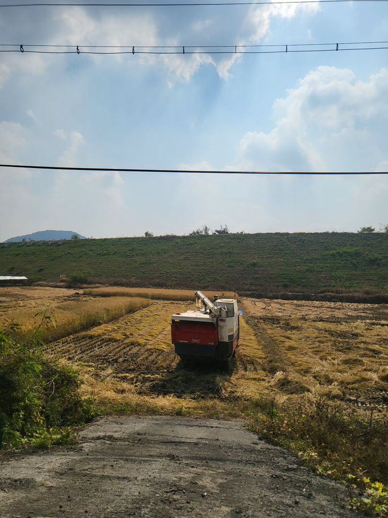 박종수님의 장터 판매 상품 [햅쌀 찹쌀 맵쌀  55000원 찹쌀 70,000원  10키로 나눠서 판매가능합니다.] 첨부 사진